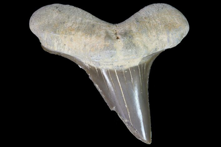Cretoxyrhina Shark Tooth - Kansas #71743
